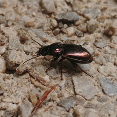 Pterostichus burmeisteri