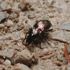 Pterostichus burmeisteri