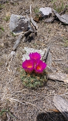 Coryphantha ottonis