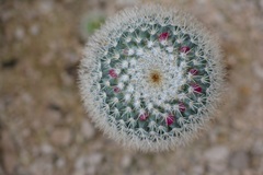 Mammillaria albilanata tegelbergiana