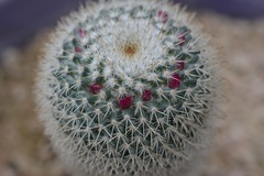 Mammillaria albilanata tegelbergiana