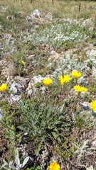 Leontodon biscutellifolius