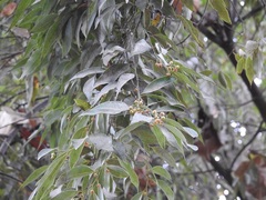 Litsea glaucescens