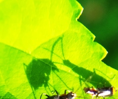 Axinotarsus pulicarius