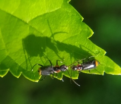 Axinotarsus pulicarius