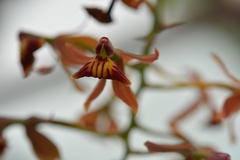Epidendrum radioferens
