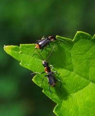 Axinotarsus pulicarius