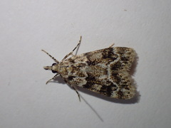 Eudonia delunella