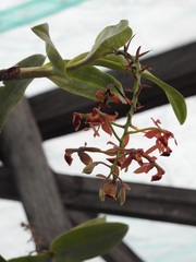 Epidendrum radioferens