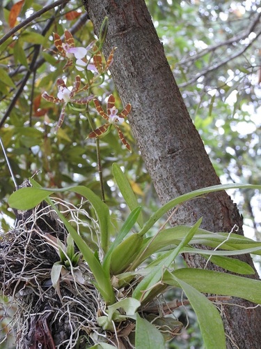 Oncidium laeve, photograph 5