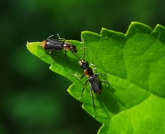 Axinotarsus pulicarius