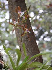 Oncidium laeve
