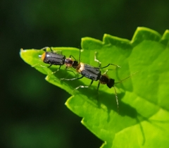 Axinotarsus pulicarius
