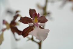 Oncidium leucochilum