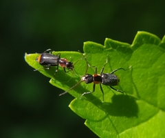 Axinotarsus pulicarius