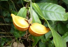 Callichilia subsessilis