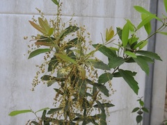 Quercus sebifera