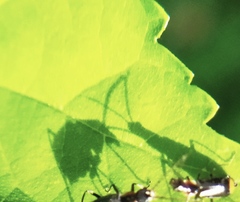 Axinotarsus pulicarius