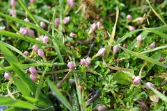 Arcytophyllum serpyllaceum