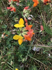 Lotus corniculatus