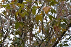 Acer negundo mexicanum