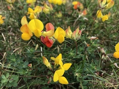 Lotus corniculatus