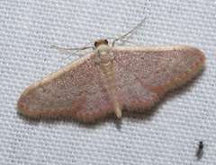 Idaea costaria