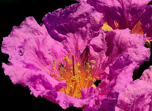 Lagerstroemia speciosa