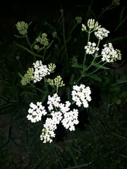Achillea millefolium
