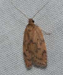 Oligoloba severa
