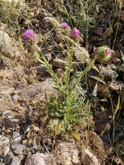 Carduus macrocephalus