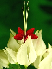 Clerodendrum thomsoniae