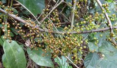 Phyllanthus muellerianus