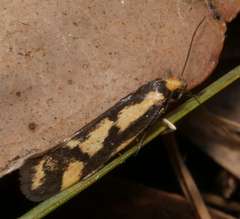 Palimmeces poecilella