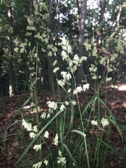 Dactylis glomerata lobata