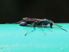 Chalybion japonicum