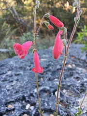 Penstemon baccharifolius