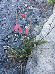 Penstemon baccharifolius