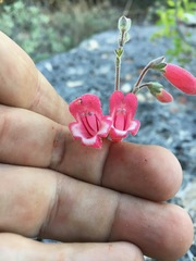 Penstemon baccharifolius