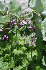 Primula matthioli