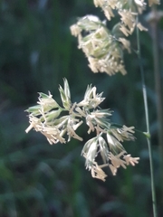 Dactylis glomerata lobata