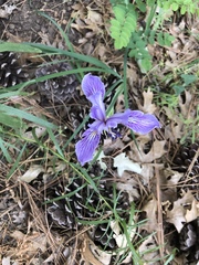 Iris hartwegii australis