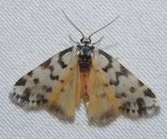 Thallarcha jocularis