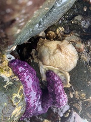 Crepidula onyx