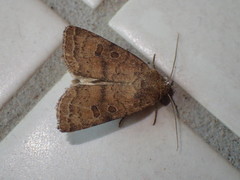 Hoplodrina octogenaria