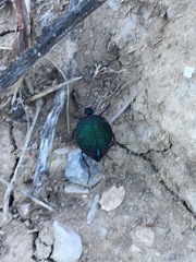 Cysteodemus wislizeni