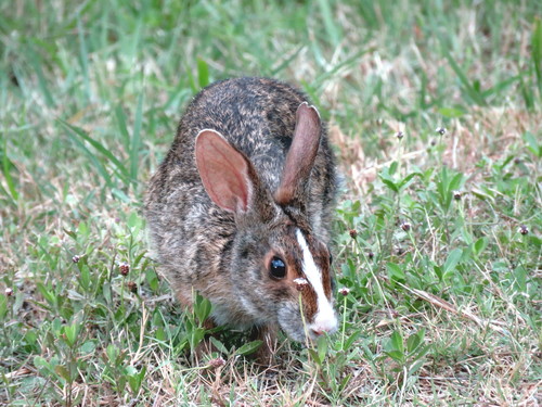 Swamp Rabbit, Calhoun County, TX, USA, photo 5 of 10