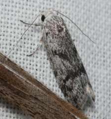 Lichenaula onychotypa