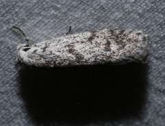 Lichenaula onychotypa