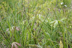 Carex stipata